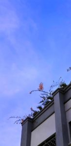 Building-Flowers_Gibran-Mallick-Studio_Photo-Video-Web-Media-Design | GM CREATIVE STUDIO
